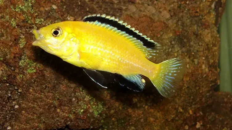 Yellow Labidochromis